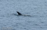 ASM02110171 Risso's dolfijn / Grampus griseus