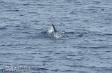 ASM02110183 Risso's dolfijn / Grampus griseus