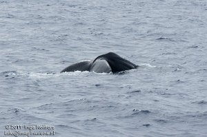 Whale Watch trip 2