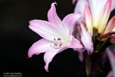ASM02210973 Amaryllis belladonna
