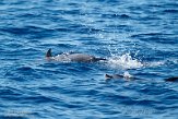 ASM01210013 Atlantische gevlekte dolfijn / Stenella frontalis