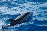 ASM01210022 Atlantische gevlekte dolfijn / Stenella frontalis