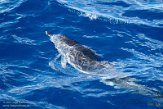 ASM01210024 Atlantische gevlekte dolfijn / Stenella frontalis