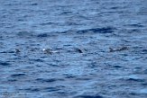 ASM01210033 Atlantische gevlekte dolfijn / Stenella frontalis