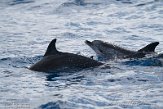 ASM01210062 Atlantische gevlekte dolfijn / Stenella frontalis