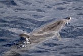 ASM01210074 Atlantische gevlekte dolfijn / Stenella frontalis