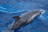 ASM01210106 Atlantische gevlekte dolfijn / Stenella frontalis