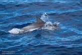 ASM01210119 Atlantische gevlekte dolfijn / Stenella frontalis