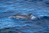 ASM01210121 Atlantische gevlekte dolfijn / Stenella frontalis