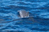ASM01210125 Atlantische gevlekte dolfijn / Stenella frontalis
