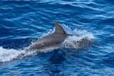 ASM01210147 Atlantische gevlekte dolfijn / Stenella frontalis