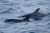 ASM01210159 Atlantische gevlekte dolfijn / Stenella frontalis