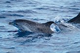 ASM01210162 Atlantische gevlekte dolfijn / Stenella frontalis