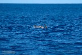 ASM01210218 Risso's dolfijn / Grampus griseus