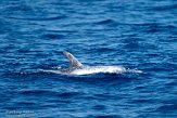 ASM01210246 Risso's dolfijn / Grampus griseus