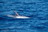 ASM01210247 Risso's dolfijn / Grampus griseus