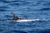 ASM01210256 Risso's dolfijn / Grampus griseus