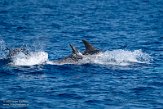 ASM01210269 Risso's dolfijn / Grampus griseus