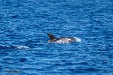ASM01210283 Risso's dolfijn / Grampus griseus