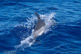ASM01210503 gewone dolfijn / Delphinus delphis