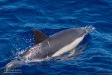 ASM01210522 gewone dolfijn / Delphinus delphis
