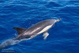 ASM01210525 gewone dolfijn / Delphinus delphis
