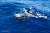 ASM01210537 gewone dolfijn / Delphinus delphis
