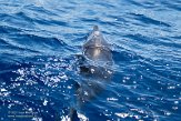 ASM01210546 gewone dolfijn / Delphinus delphis