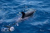 ASM01210549 gewone dolfijn / Delphinus delphis
