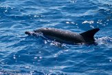 ASM01210551 gewone dolfijn / Delphinus delphis