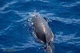 ASM01210556 gewone dolfijn / Delphinus delphis