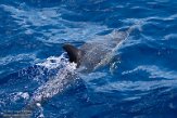 ASM01210559 gewone dolfijn / Delphinus delphis