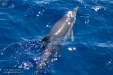 ASM01210563 gewone dolfijn / Delphinus delphis