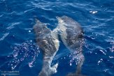 ASM01210566 gewone dolfijn / Delphinus delphis