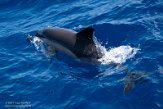 ASM01210592 gewone dolfijn / Delphinus delphis