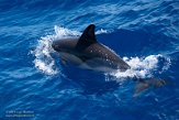 ASM01210593 gewone dolfijn / Delphinus delphis
