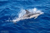ASM01210604 gewone dolfijn / Delphinus delphis