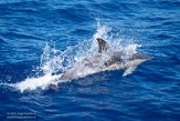 ASM01210605 gewone dolfijn / Delphinus delphis