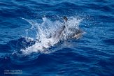 ASM01210608 gewone dolfijn / Delphinus delphis