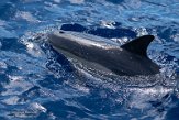 ASM01210626 gewone dolfijn / Delphinus delphis
