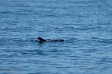 ASM07211781 Risso's dolfijn / Grampus griseus