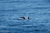 ASM07211793 Risso's dolfijn / Grampus griseus