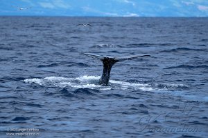 Whale Watch trip 2