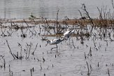 NND01210154 kluut / Recurvirostra avosetta