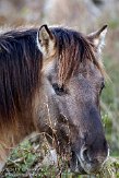 OVP01100057 konik / Equus caballus