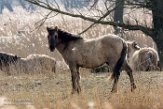 NOVP17046 konik / Equus caballus