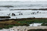 USCA04131524 noordelijke zeeolifant / Mirounga angustirostris