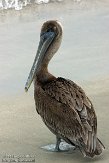 USCA01130152 bruine pelikaan / Pelecanus occidentalis