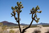 USCA09131809 Joshua Tree - Mojave National Preserve