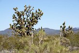 USCA09131827 Joshua Tree - Mojave National Preserve